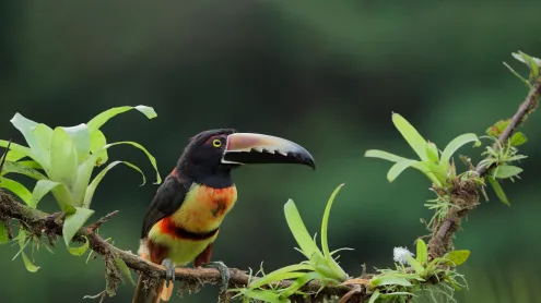 Collared aracari, Costa Rica (© Juan Carlos Vindas/Getty Images)