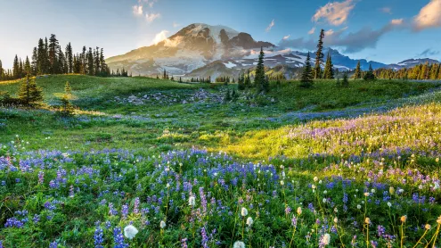 Wildflowers in Mount Rainier National Park, Washington (© RomanKhomlyak/Getty Images)