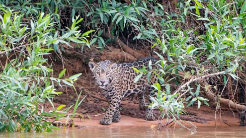 A young jaguar on a riverbank, Pantanal, Brazil (© Tambako the Jaguar/Getty Images)