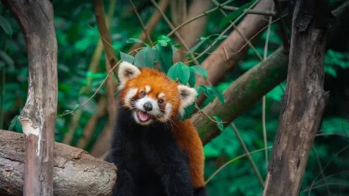 树上的中国小熊猫, 成都, 四川省, 中国 (© Jackyenjoyphotography/Getty Images)