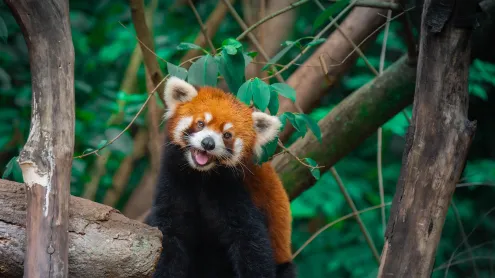 树上的中国小熊猫, 成都, 四川省, 中国 (© Jackyenjoyphotography/Getty Images)