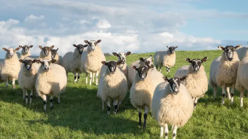 Flock of Swaledale sheep in North Yorkshire, England (© R A Kearton/Getty Images)