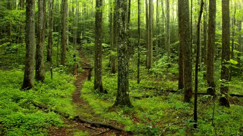 Forest path in Great Smoky Mountains National Park, Tennessee (© putmanphoto/Getty Images)