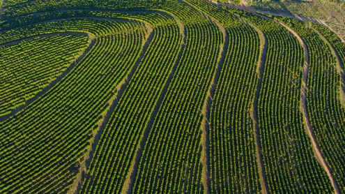 Imagem aérea de uma plantação de café, Brasil (© Murilo Gualda/Getty Images)