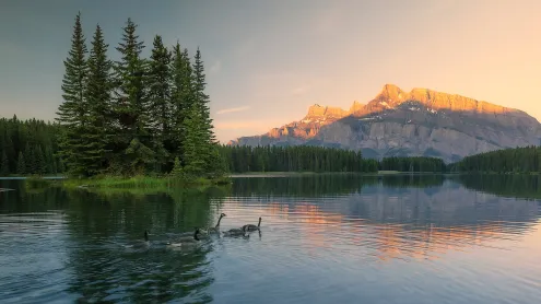 A family of Canadian geese swimming in a lake in Banff National Park, Alberta (© Chase Dekker Wild-Life Images/Moment/Getty Images)