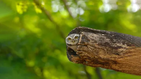 Spotted owlet, Bangkok, Thailand (© Tfilm/Getty Images)