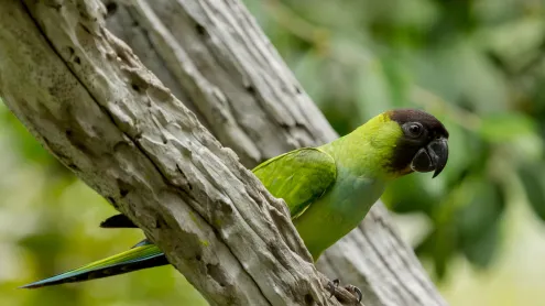 Nanday, família dos periquitos, Pantanal (© Pedro Hélder da Costa Pinheiro/Getty Images)