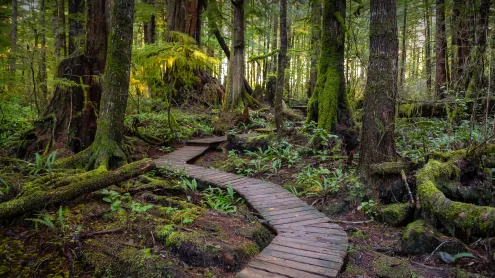 Wooden path to Kennedy Lake, Vancouver Island, BC, Canada (© EB Adventure Photography/Shutterstock)