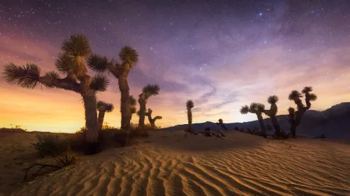Joshua Tree National Park, California (© Chris Moore - Exploring Light Photography/Tandem Stills + Motion)