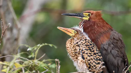 Garça-tigre-ruiva (Tigrisoma lineatum) adulta e filhote no ninho, Mato Grosso, Pantanal (© Ben Cranke/Minden)