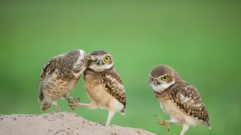 Filhotes de coruja-buraqueira recém-nascidos, Pantanal (© Bence Mate/Minden)