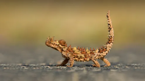 Thorny devil, Watarrka National Park, Australia (© Yva Momatiuk and John Eastcott/Minden Pictures)