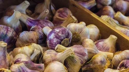 Fresh garlic bulbs for sale at the garlic farm on the Isle of Wight, England (© Steve Hawkins Photography/Alamy Stock Photo)