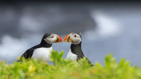 Two Atlantic puffins, Elliston, Newfoundland, Canada (© Daphne Roberts Photography/Getty Images)