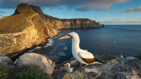 Nazca boobies, Wolf Island, Galápagos Islands, Ecuador (© Tui De Roy/Minden Pictures)