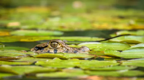 Young black caiman, Tambopata National Reserve, Peru (© Maxime Aliaga/Minden Pictures)