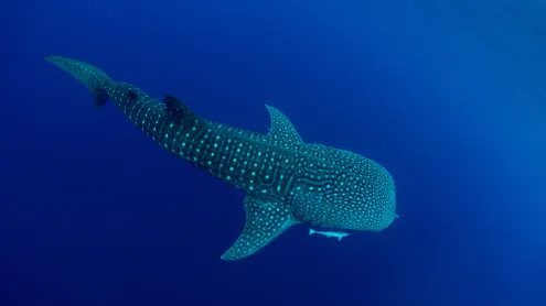 A whale shark in Cenderawasih Bay, West Papua, Indonesia (© Andy Lerner/Tandem Stills + Motion)