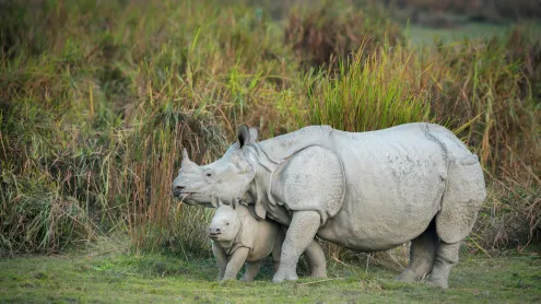 Rhino mother and calf, Kaziranga National Park, Assam (© ePhotocorp/Getty Images)