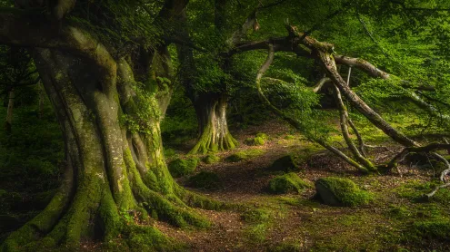 Ancient beech tree, Glenariff Forest Park, County Antrim, Northern Ireland (© Dawid K Photography/Shutterstock)