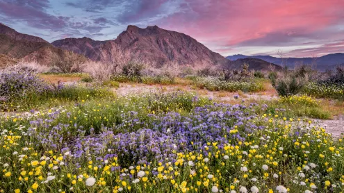 Anza-Borrego Desert State Park, California (© Stephen Matera/Tandem Stills + Motion)
