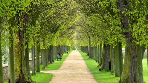 Lindenallee, baumgesäumter Fußweg durch den Park im Frühling (© AVTG/Getty Images)