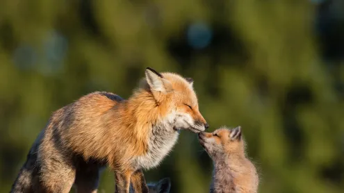 Red fox mother kissing her baby in Canada (© pchoui/Getty Images)