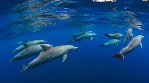 Dolphin pod near Réunion, overseas department of France, Indian Ocean (© Joost van Uffelen/Shutterstock)