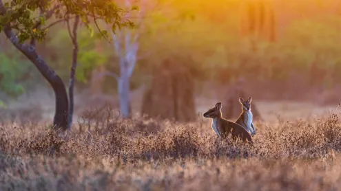 Wallabies at sunrise, Adelaide River, Northern Territory, Australia (© Jeremy Woodhouse/Getty Images)