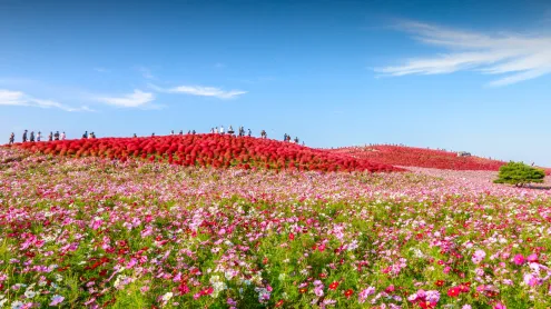 国営ひたち海浜公園, 茨城県 ひたちなか市 (© ThePonAek/Shutterstock)