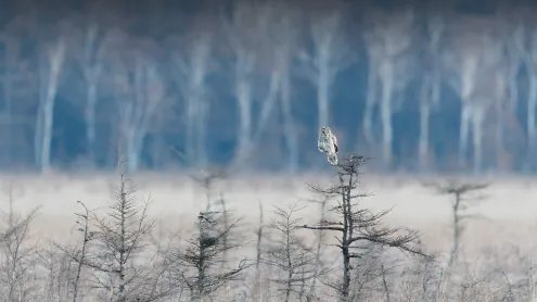 枝の先に止まっているフクロウ (© rockptarmigan/Getty Images)