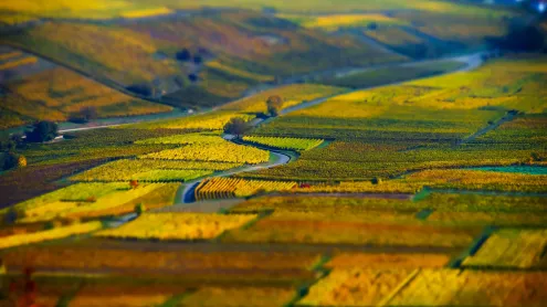 Vue aérienne de champs géométriques de raisin, vignoble en Alsace (© Alexander Sorokopud/Alamy Stock Photo)