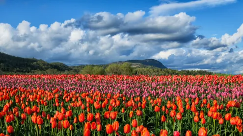 Colourful tulip fields in Fraser Valley, Abbotsford, BC, Canada (© LeonU/Getty Images)