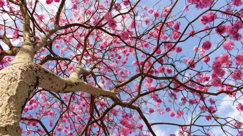 Vista de baixo ângulo de uma árvore com flores cor-de-rosa contra o céu, Distrito Federal (© Bruno Couto via 500px/GettyImages)
