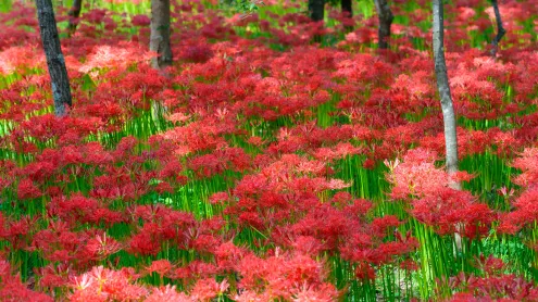 巾着田の彼岸花, 埼玉県 日高市 (© Scirocco340/Shutterstock)