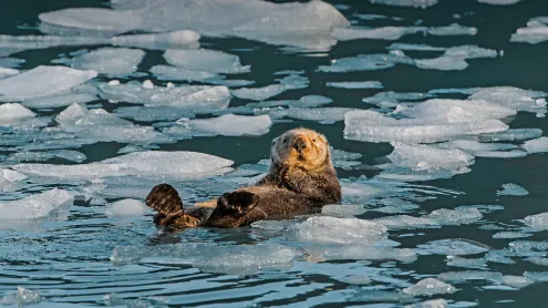 Sea otter, Prince William Sound, Alaska (© Gerald Corsi/Getty Images)