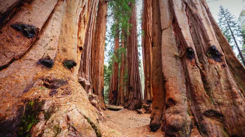 Giant sequoias, Sequoia National Park, California (© Galyna Andrushko/Shutterstock)