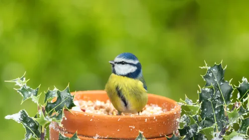 Eurasian blue tit, United Kingdom (© Anne Coatesy/iStock/Getty Images)
