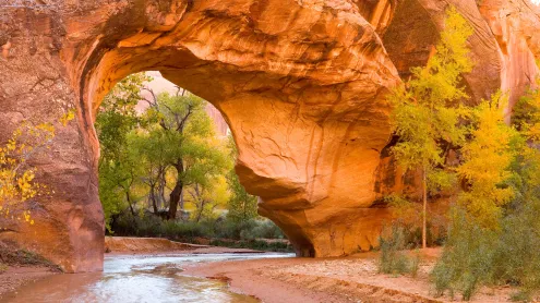 Cottonwoods seen through an arch in Coyote Gulch, Glen Canyon Recreation Area, Utah (© Stephen Matera/Tandem Stills + Motion)