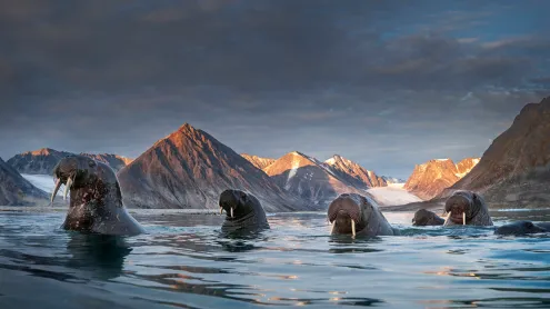 Herd of walruses in northern Spitsbergen, Svalbard archipelago, Norway (© AWL Images/Danita Delimont)
