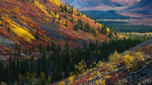 L’automne dans les monts Ogilvie, Yukon (© Theo Allofs/Minden Pictures)