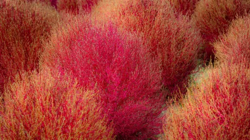 Kochia, Ibaraki prefecture, Japan (© DigiPub/Getty Images)