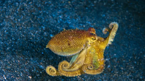 Mototi octopus, Lembeh Strait, Indonesia (© Howard Chew/Alamy)