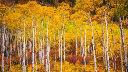 Aspens in the White River National Forest, Colorado (© Jason Hatfield/Tandem Stills + Motion)