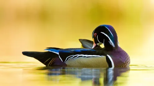 Wood duck, Quebec, Canada (© Maxime Riendeau/Getty Images)