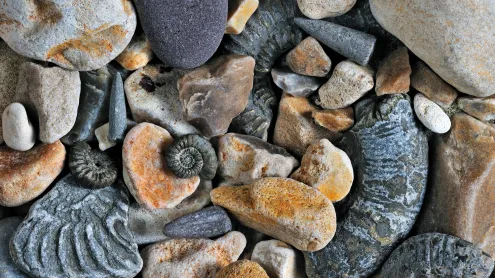 Fossils of belemnites and ammonites, Jurassic Coast, Dorset, England (© Nature Picture Library/Alamy)