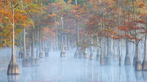 Cypress trees in George L. Smith State Park, Georgia (© Chris Moore/TANDEM Stills + Motion)