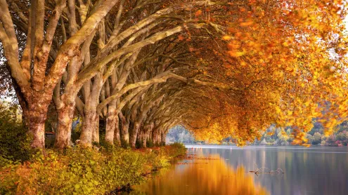 Herbstbäume am Baldeneysee, NRW (© Simon Perez/Alamy Stock Photo)