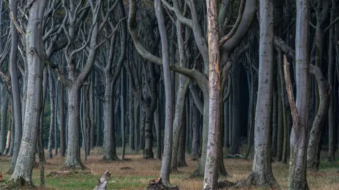 Gespensterwald, Nienhagen, Mecklenburg-West Pomerania, Germany (© mauritius images GmbH/Alamy)