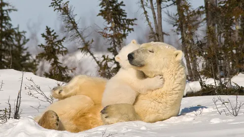Polar bear mom and cub, Churchill, Manitoba, Canada (© Design Pics/plainpicture)
