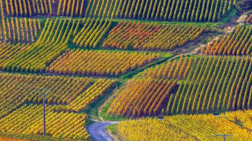 Vignobles de Champagne, parc naturel régional de la Montagne de Reims, Verzenay (© Philippe Turpin/Getty Images)